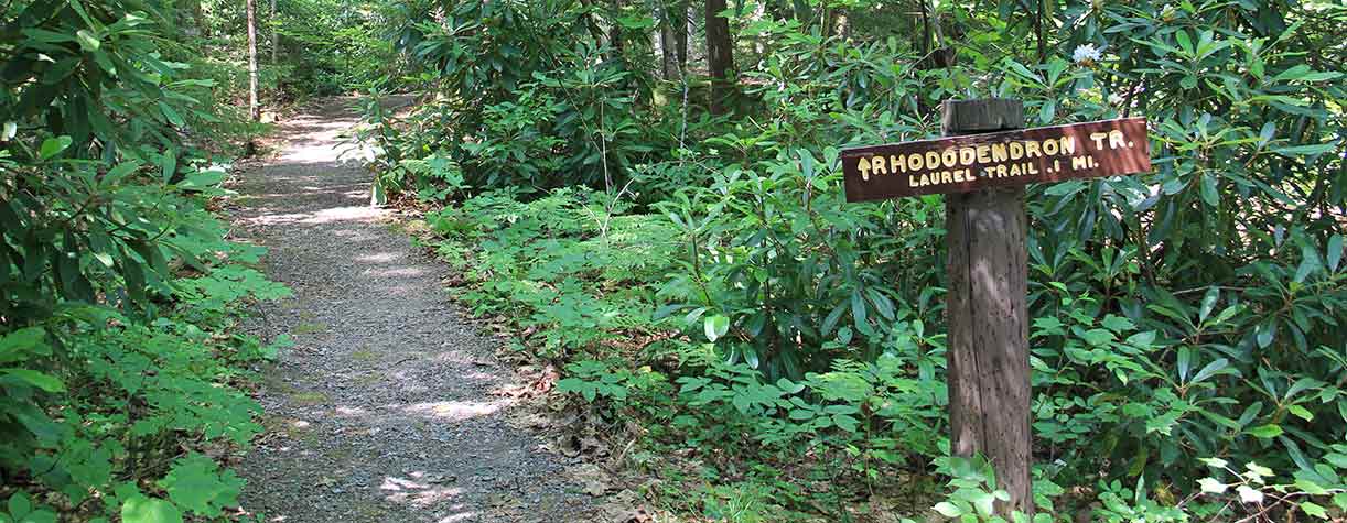 A Hike Through Time: Discovering New Hampshire's Rhododendron State Park