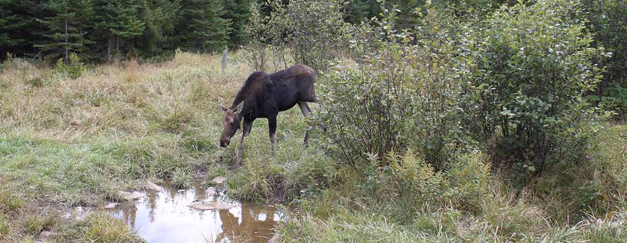 Escape to the Wilderness: Your Guide to Deer Mountain Campground in New Hampshire